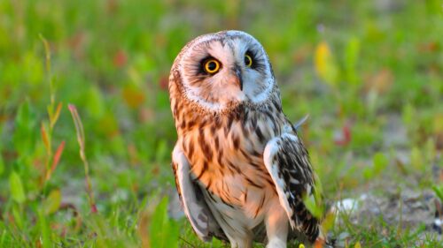Owl, Bird, Predator, Grass Wallpapers Download For Your Device
