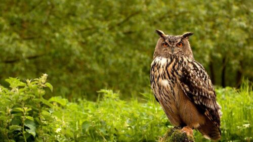 Owl, Birds, Grass, Herbs, Predator Wallpapers Download For Your Device