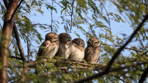 Owl, Branch, Tree Wallpapers Download For Your Device