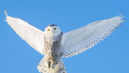 Owl, Flight, Sky, Predator, Wings Wallpapers Download For Your Device