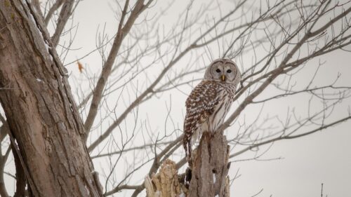 Owl, Forest, Winter, Wood Wallpapers Download For Your Device
