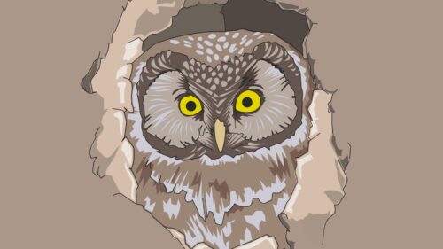 Owl, Spy, Out, Vector Wallpapers Download For Your Device