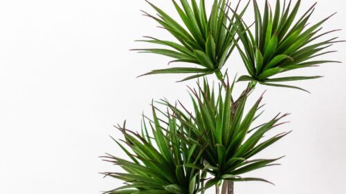 Palm, Plant, Green Wallpapers Download For Your Desktop