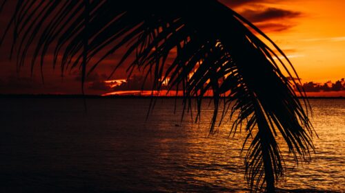 Palm, Sea, Sunset Wallpapers Download For Your Desktop