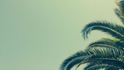 Palm, Tree, Branch, Tropics Wallpapers Download For Your Desktop