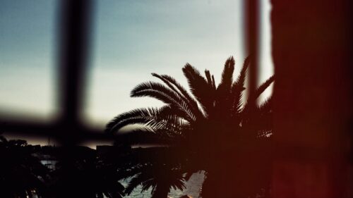 Palm, Tree, Branches, Night Wallpapers Download For Your Desktop