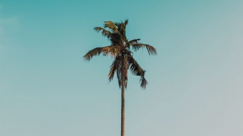 Palm, Tree, Branches, Tree Wallpapers Download For Your Desktop