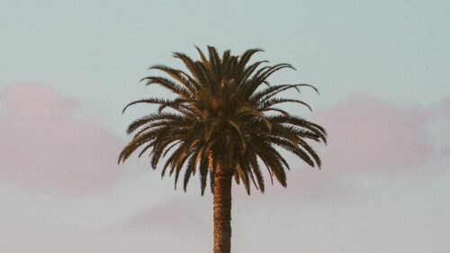 Palm, Tree, Tropics, Minimalism Wallpapers Download For Your Desktop