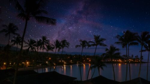 Palm, Trees, Coast, Night Wallpapers Download For Your Desktop