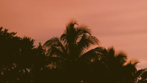 Palm, Trees, Sky, Twilight Wallpapers Download For Your Desktop