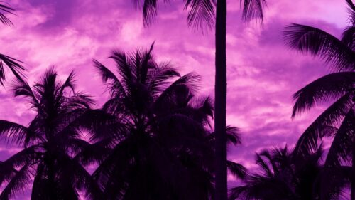 Palm, Trees, Sunset, Tropics Wallpapers Download For Your Desktop