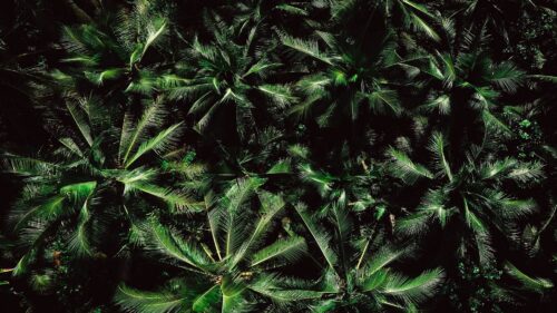 Palm, Trees, Treetops, Aerial View Wallpapers Download For Your Desktop