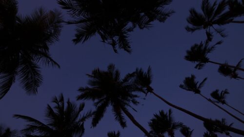 Palm, Trees, Treetops, Dark Wallpapers Download For Your Desktop