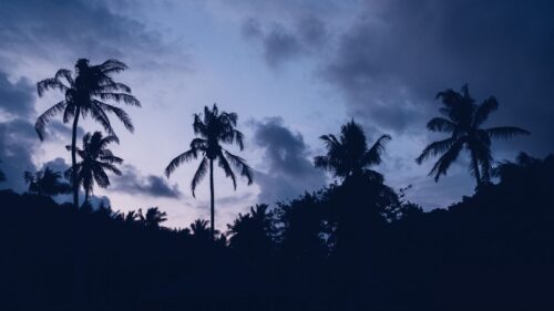 Palms, Night, Clouds Wallpapers Download For Your Desktop