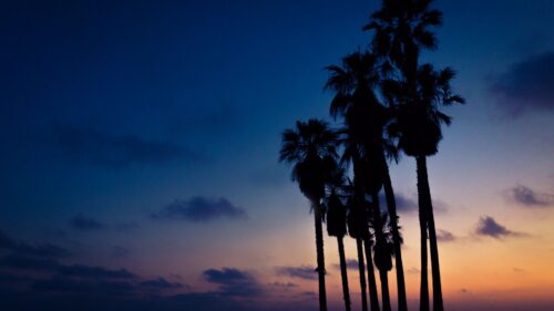 Palms, Night, Sky Wallpapers Download For Your Desktop