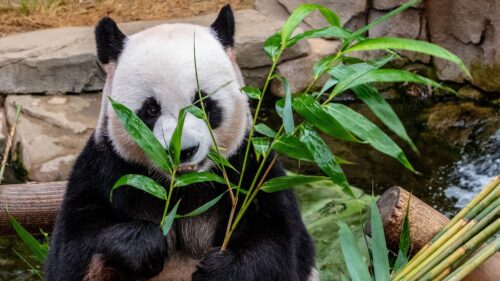 Panda, Bamboo, Food Wallpapers Download For Your Desktop