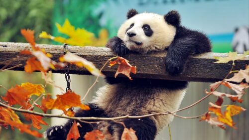 Panda, Bear, Branch Wallpapers Download For Your Desktop