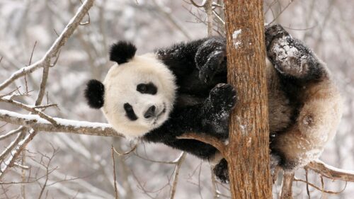 Panda, Branch, Sit, Snow Wallpapers Download For Your Desktop
