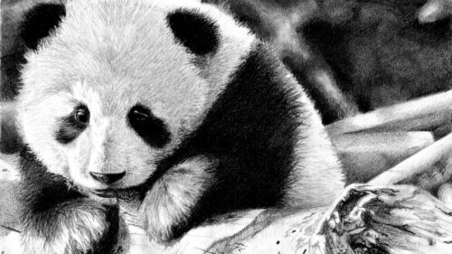 Panda, Color, Face, Black and White Wallpapers Download For Your Desktop