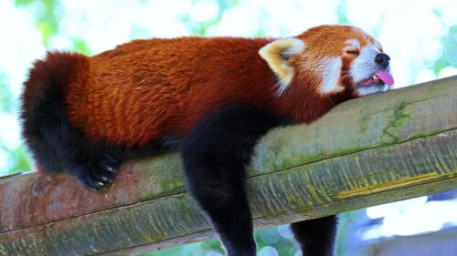 Panda Lesser, Panda, Red, Panda, Branch Wallpapers Download For Your Desktop