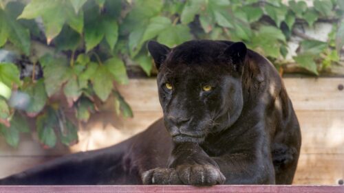 Panther, Wild Cat, Carnivore, Black HD Wallpapers Free Download