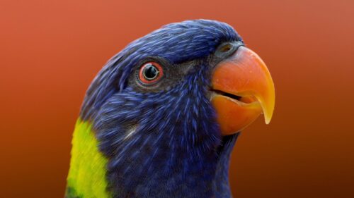 Parrot, Bird, Beak HD Wallpapers Free Download