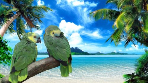 Parrots, Beach, Sea, Sky HD Wallpapers Free Download