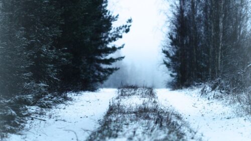 Path, Forest, Snow HD Wallpapers Free Download