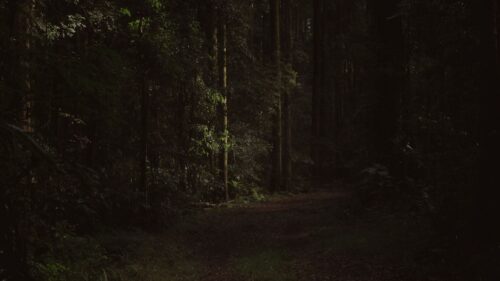 Path, Forest, Trees HD Wallpapers Free Download
