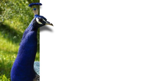 Peacock, Bird, Color HD Wallpapers Free Download