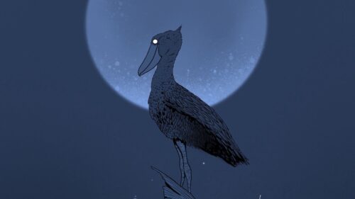 Pelican, Stump, Night HD Wallpapers Free Download
