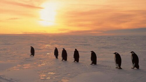 Penguins, North, Sunrise, Winter HD Wallpapers Free Download
