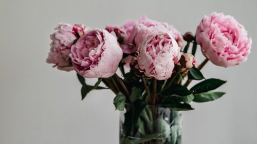 Peonies, Flowers, Bouquet HD Wallpapers Free Download