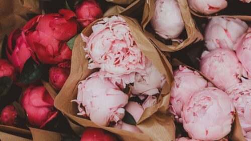 Peonies, Flowers, Bouquets HD Wallpapers Free Download
