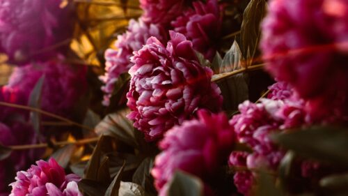 Peonies, Flowers, Pink HD Wallpapers Free Download