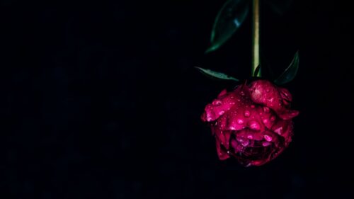 Peony, Flower, Dew HD Wallpapers Free Download