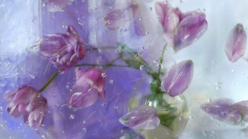 Petals, Plant, Flowers HD Wallpapers Free Download