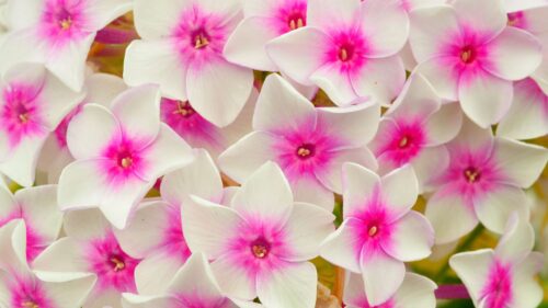 Phlox, Flowers, Petals, Pink HD Wallpapers Free Download