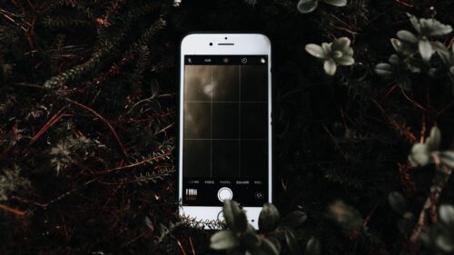 Phone, Bush, Branches HD Wallpapers Free Download