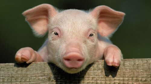 Pig Little, Pig, Countryside HD Wallpapers Free Download