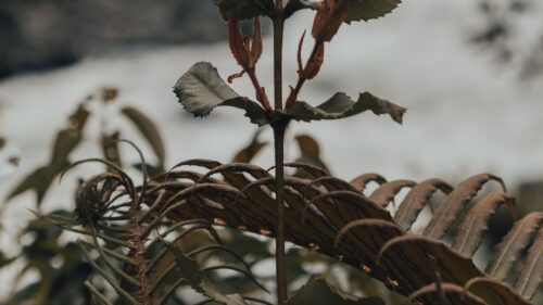 Plant, Fern, Wild Wallpapers Free Download
