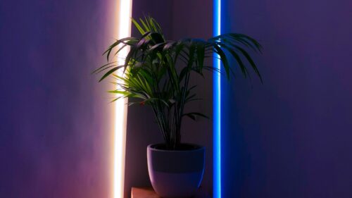 Plant, Pot, Neon Wallpapers Free Download