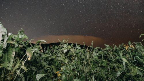 Plants, Night, Starry, Sky Wallpapers Free Download
