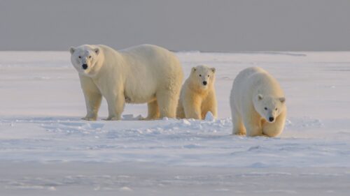 Polar Bear, Bear, Animal HD Wallpapers Free Download