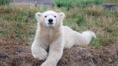 Polar, Bear, Cub Desktop Wallpapers Free Download