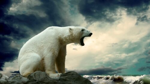 Polar Bear, Sitting, Thick HD Wallpapers Free Download