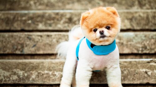 Pomeranian, Dog, Breed, Face, Eyes HD Wallpapers Free Download