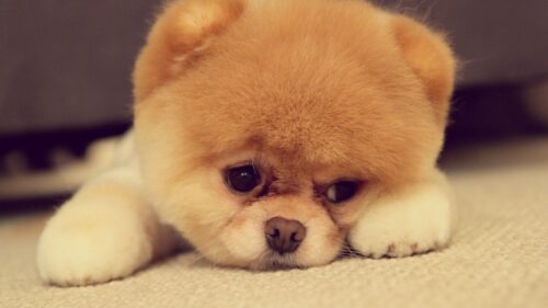 Pomeranian, Dog, Breed, Face HD Wallpapers Free Download