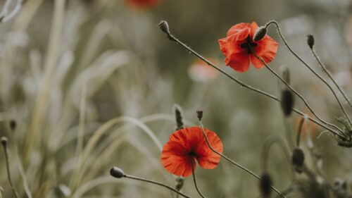Poppies, Flowers, Blur HD Wallpapers Free Download