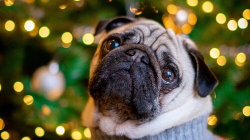 Pug, Dog, Cute HD Wallpapers Free Download